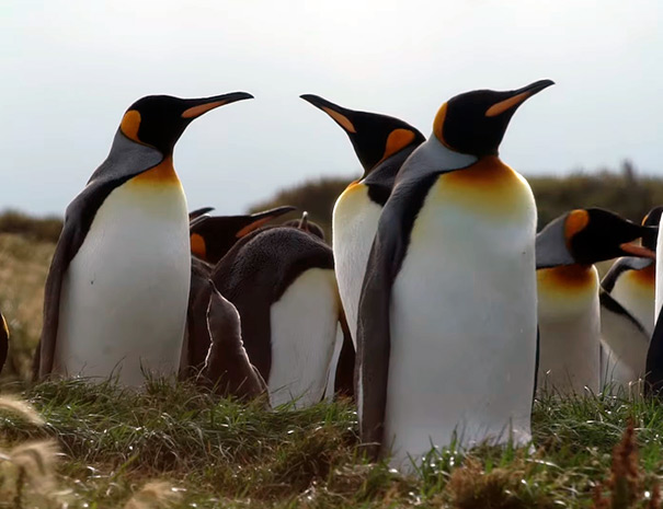 pinguino001