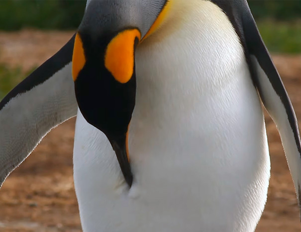 pinguino002