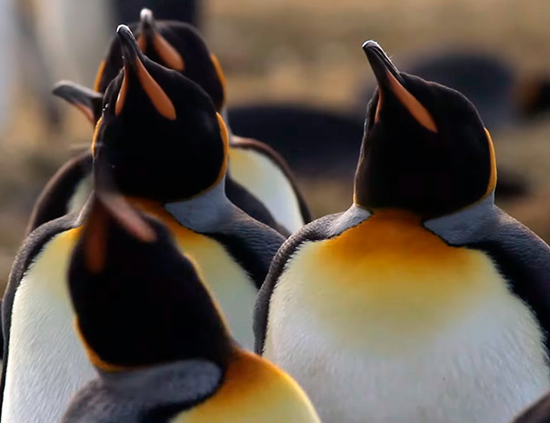 pinguino003