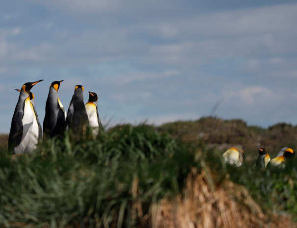 pinguino004